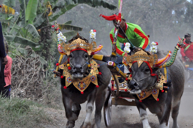 Karapan Sapi
